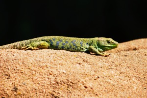 Lizard sunbathing.